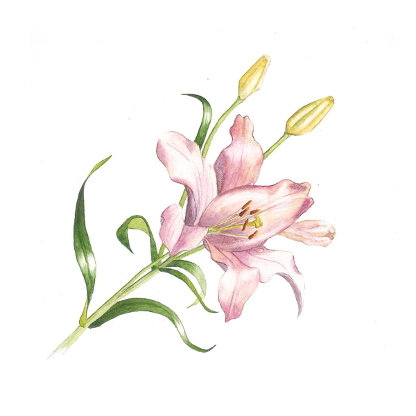 位圖植物寫意花卉花朵百合免費(fèi)素材