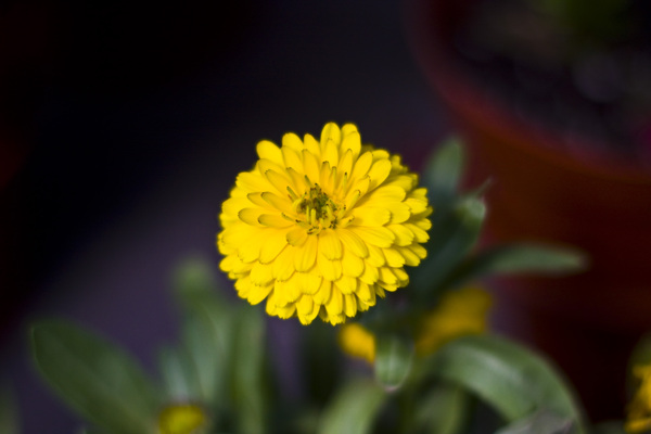 小黃花圖片