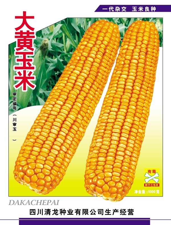 玉米圖片