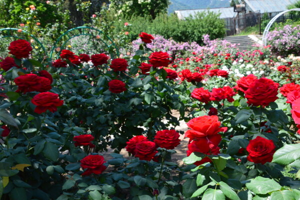 月季花