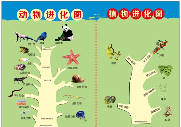 動(dòng)植物進(jìn)化圖