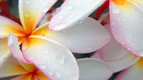 鮮花