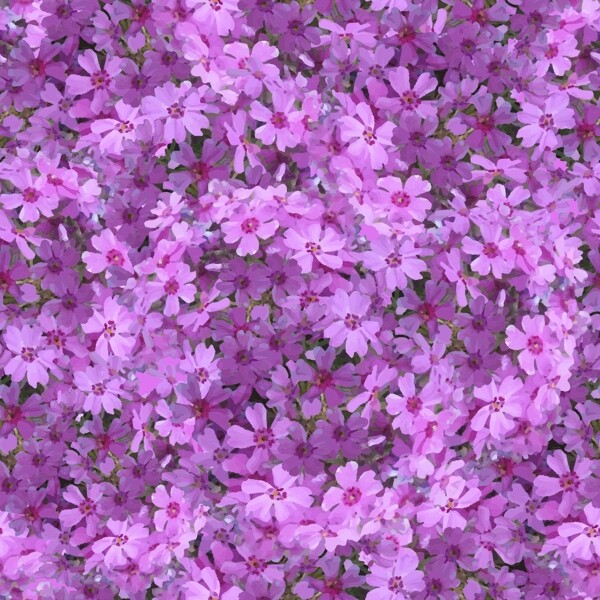 花紋背景絢麗花紋圖片