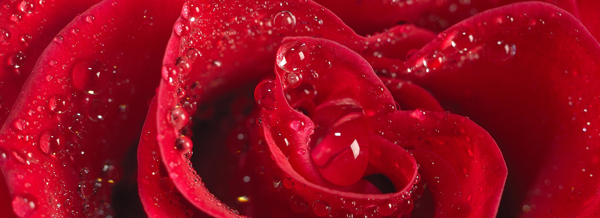 rose6