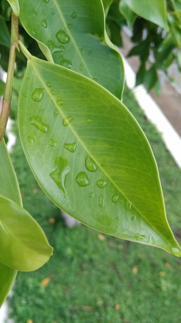 樹葉水滴圖片