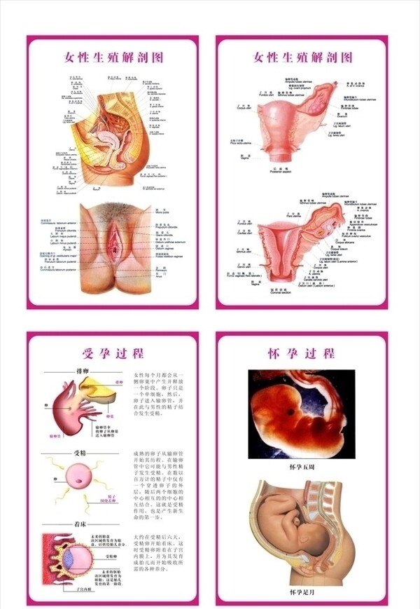 女性生殖系统解剖示意图图片