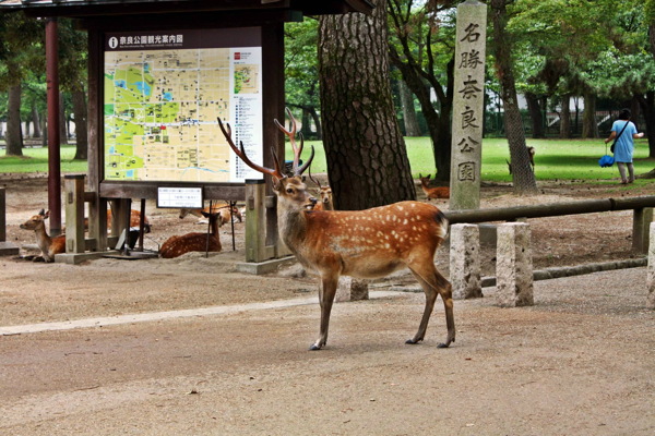 日本奈良可爱小鹿图片