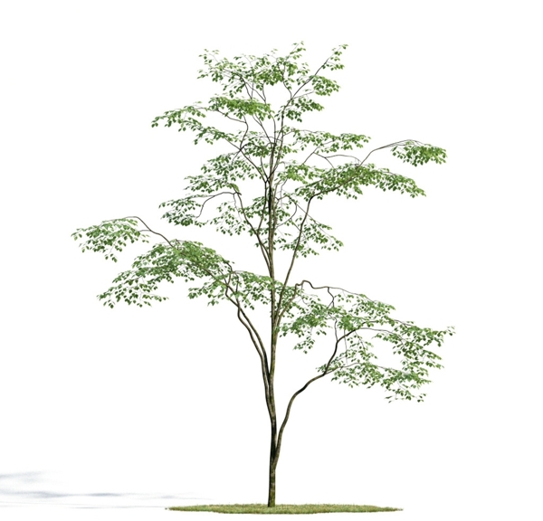 樹(shù)木模型