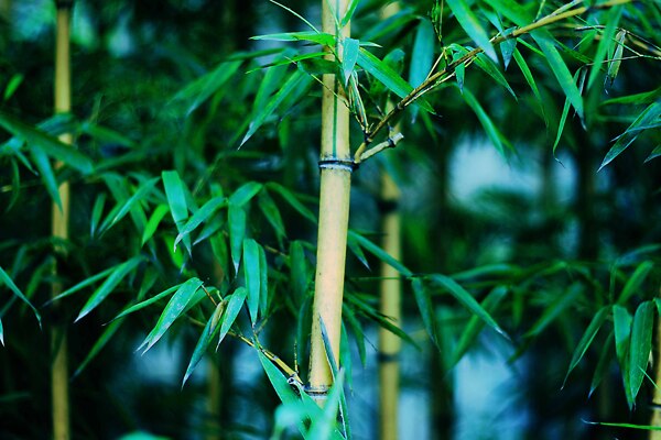 竹攝影圖jpg圖片