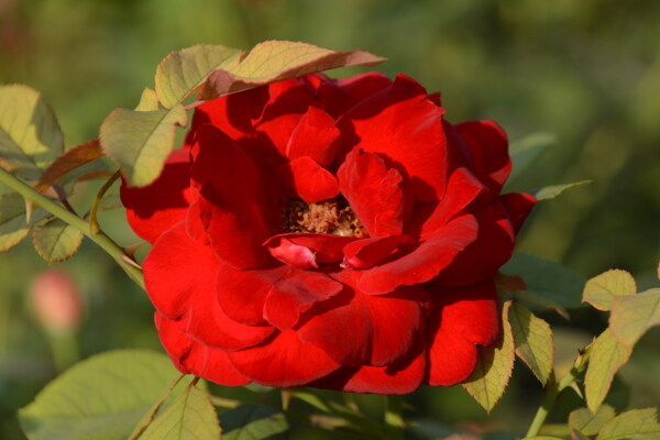 月季花圖片