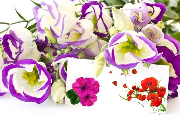紫色康乃馨花束装饰画