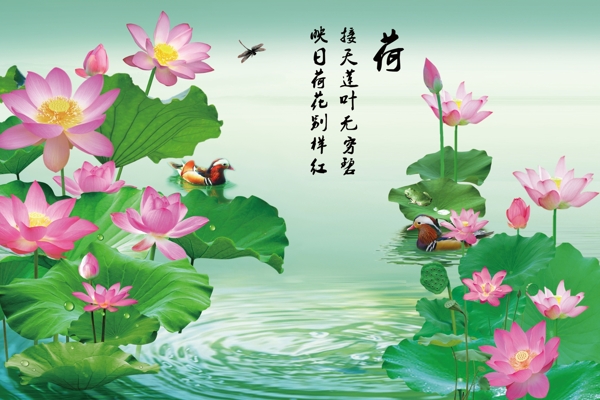 荷花