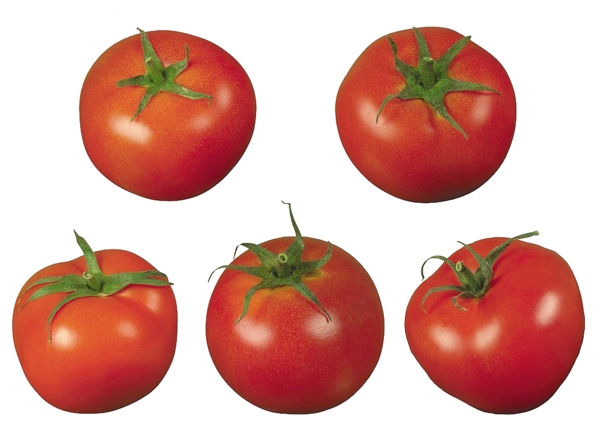 番茄素材