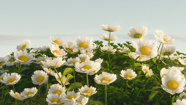 簡(jiǎn)約文藝背景白色小雛菊