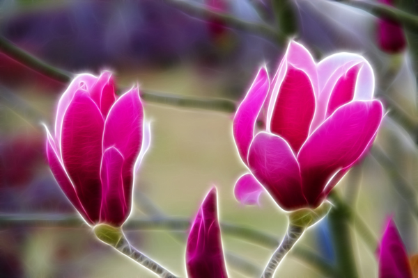 櫻花圖