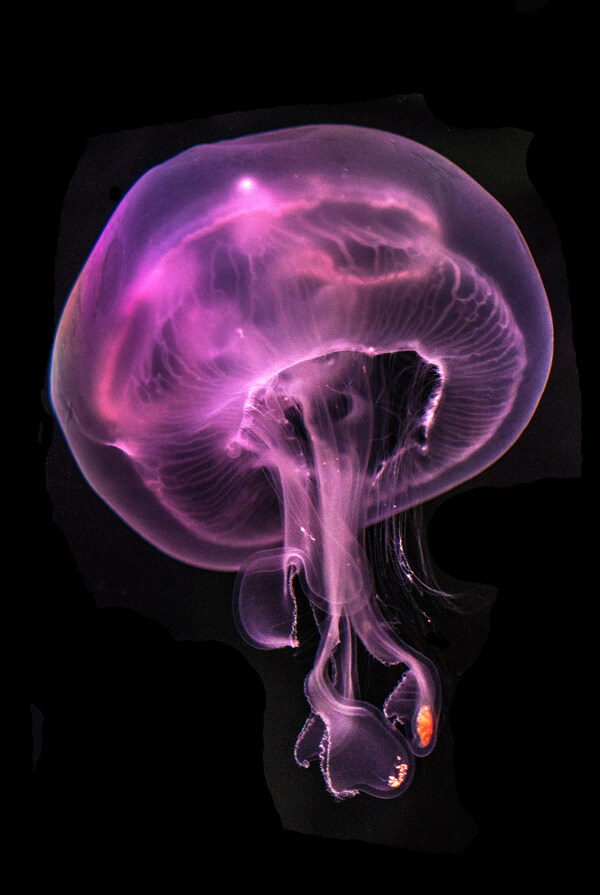 海蜇