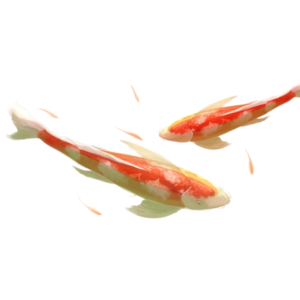 水彩紅色錦鯉鯉魚設(shè)計元素