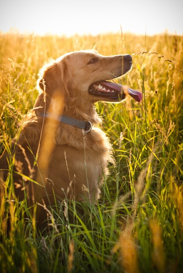 草叢中的金毛犬圖片