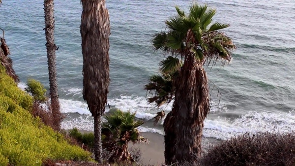 热带椰子树海边视频