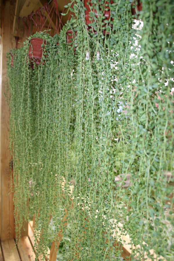 绿色植物佛珠吊兰植物墙
