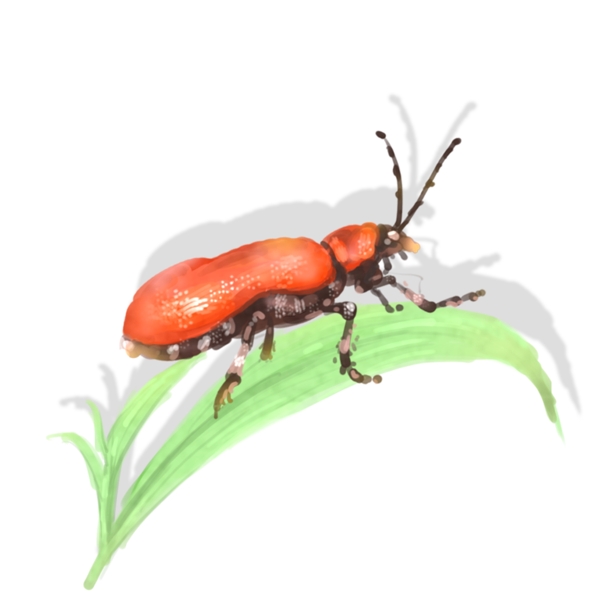 昆虫元素手绘中国风甲壳虫透明底可商用素材