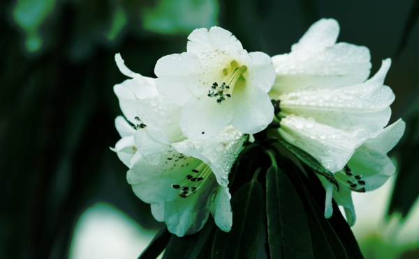 雨后杜鵑花