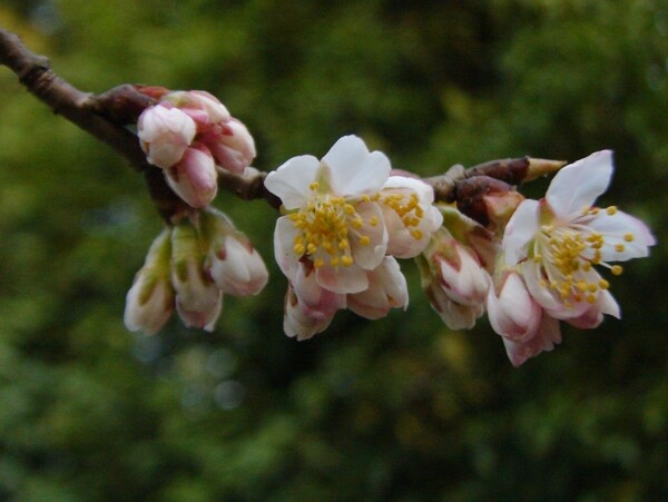 櫻桃花圖片