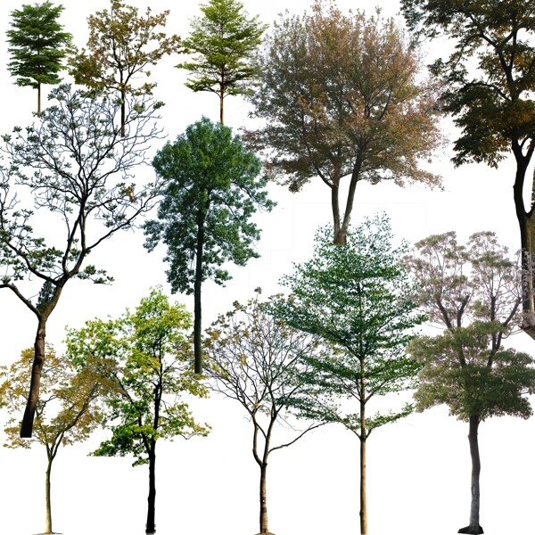 大樹小樹合集水杉