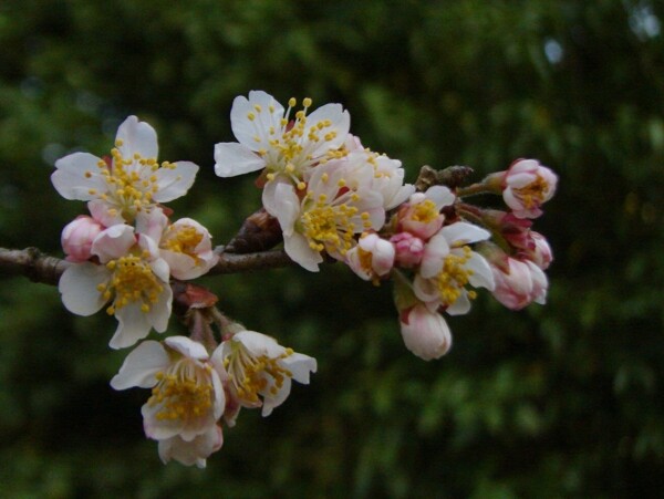 櫻桃花圖片