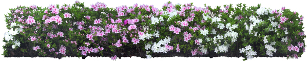 后期花素材