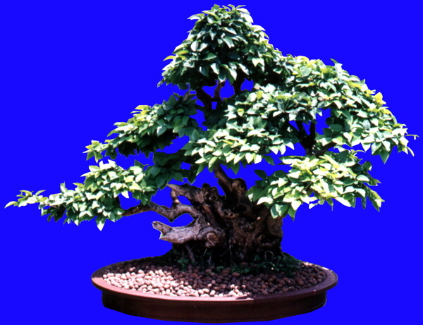 盆栽g042盆景盆花植物素材