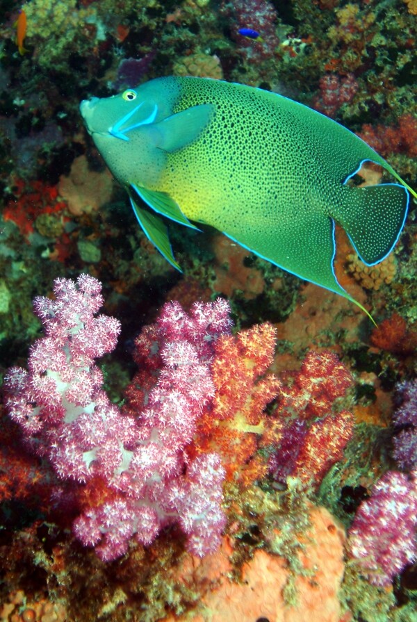 塞舌爾海底世界熱帶魚圖片