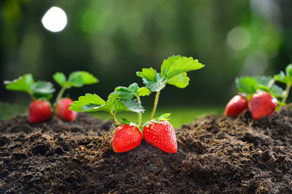 土地里草莓