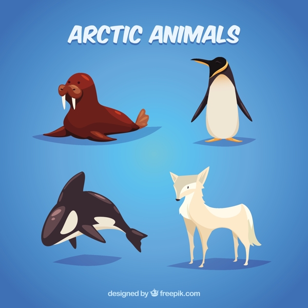 北极动物插图