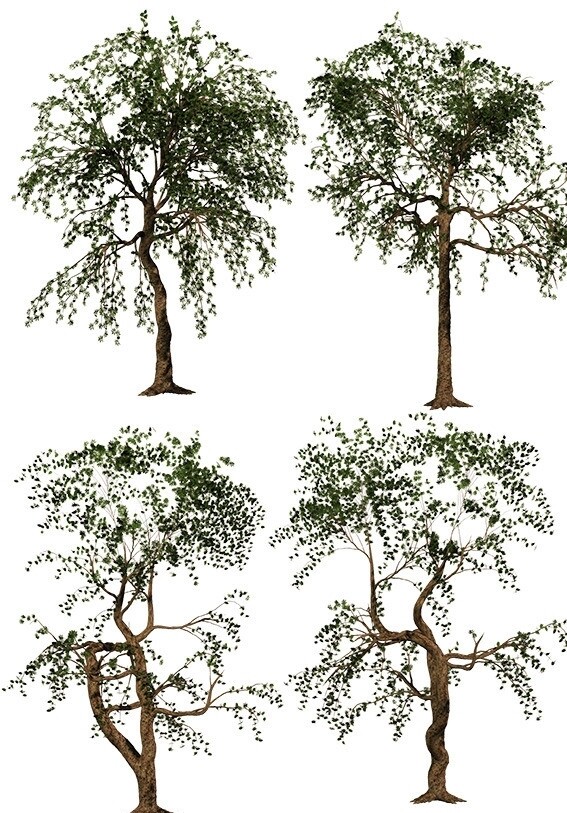 3D树素材图片