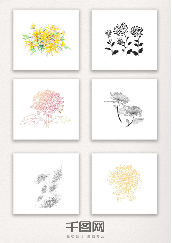 一组菊花的手绘素材