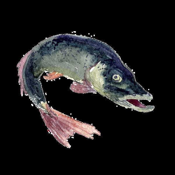 灰黑色水彩手繪魚(yú)透明素材