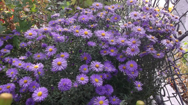 紫色鮮花攝影圖片