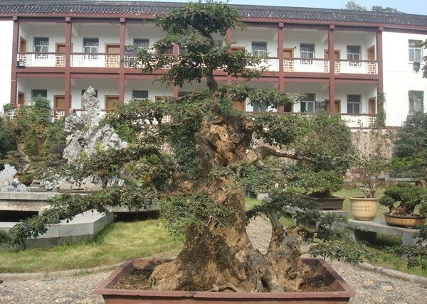 盆景圖片