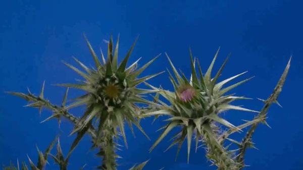 蓝色背景下的植物视频