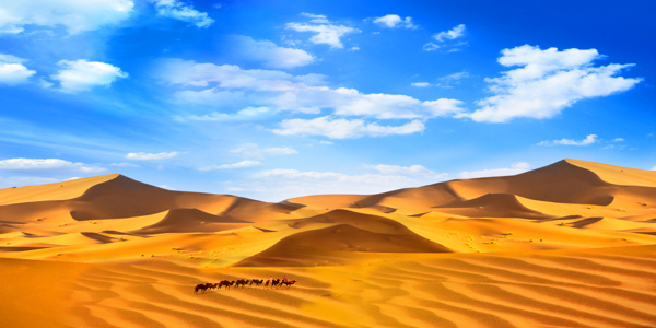 沙漠骆驼黄沙蓝天白云