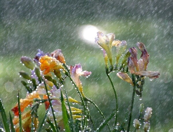 阵雨花朵图片