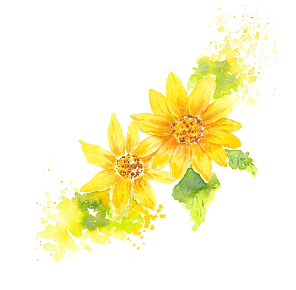 水彩手绘黄色菊png