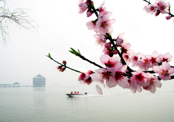 桃花快艇图片