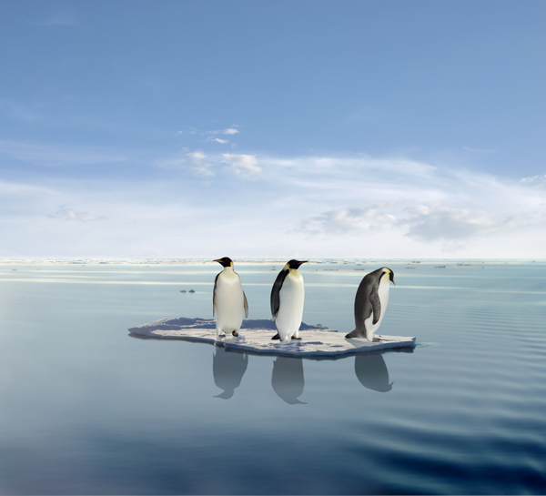冰块上的三只企鹅图片