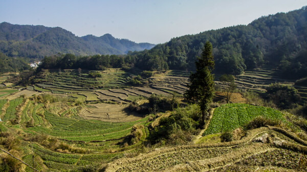 灵山梯田