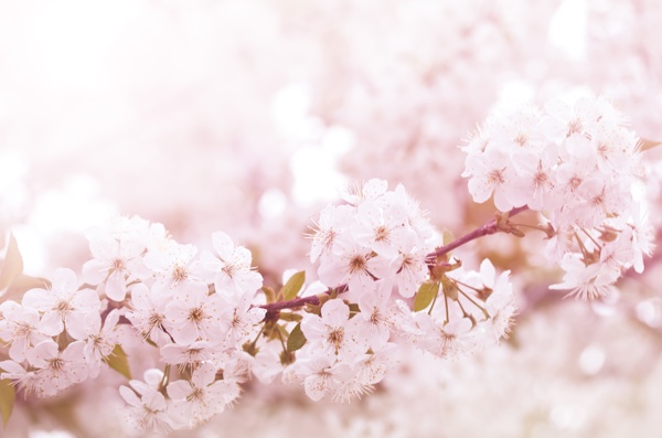 好看的粉色樱花图片