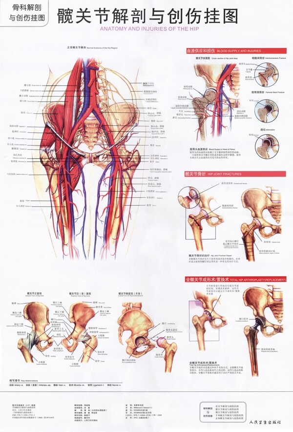 髋关节解剖与创伤挂图