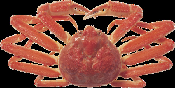 大脚螃蟹图片免抠png透明图层素材