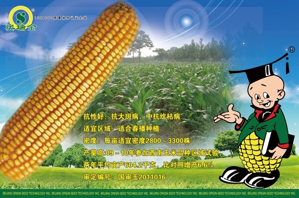 玉米背景卡通图片